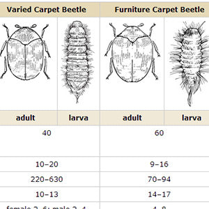 Getting rid of Carpet Bugs and Beetles.